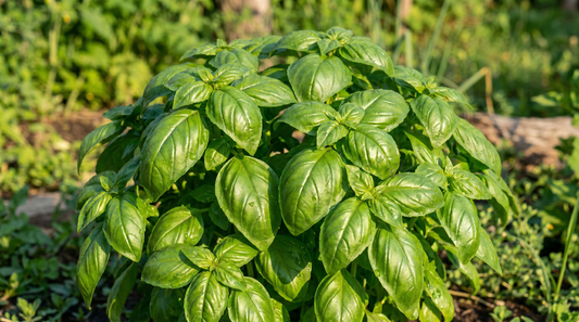 A lush, full-grown Genovese basil plant thriving in a sunny garden
