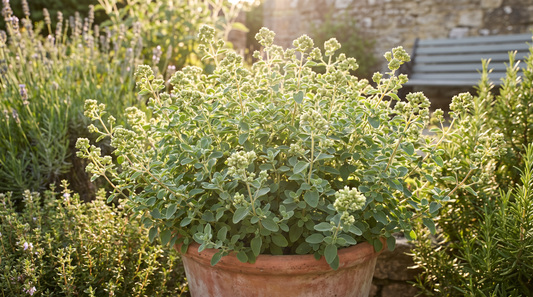 How to grow marjoram: a healthy sweet marjoram plant in a sunny herb garden