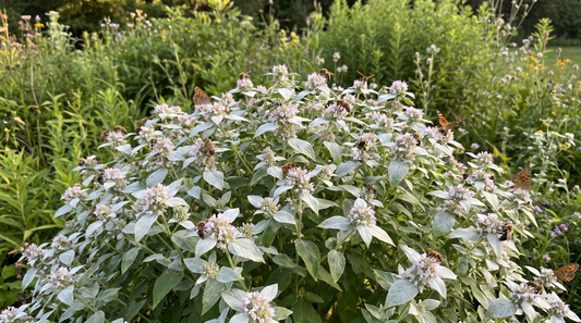Mountain mint in full bloom covered with bees and butterflies in a garden