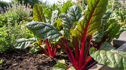 How to grow Swiss chard: full-grown Ruby Red Swiss chard with vivid red stems in a garden bed