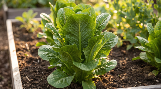 A healthy Romaine cos lettuce with tall upright dark-green leaves in a sunny garden