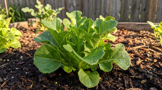 A healthy Oakleaf Green loose-leaf lettuce with oak-shaped green leaves in a sunny garden