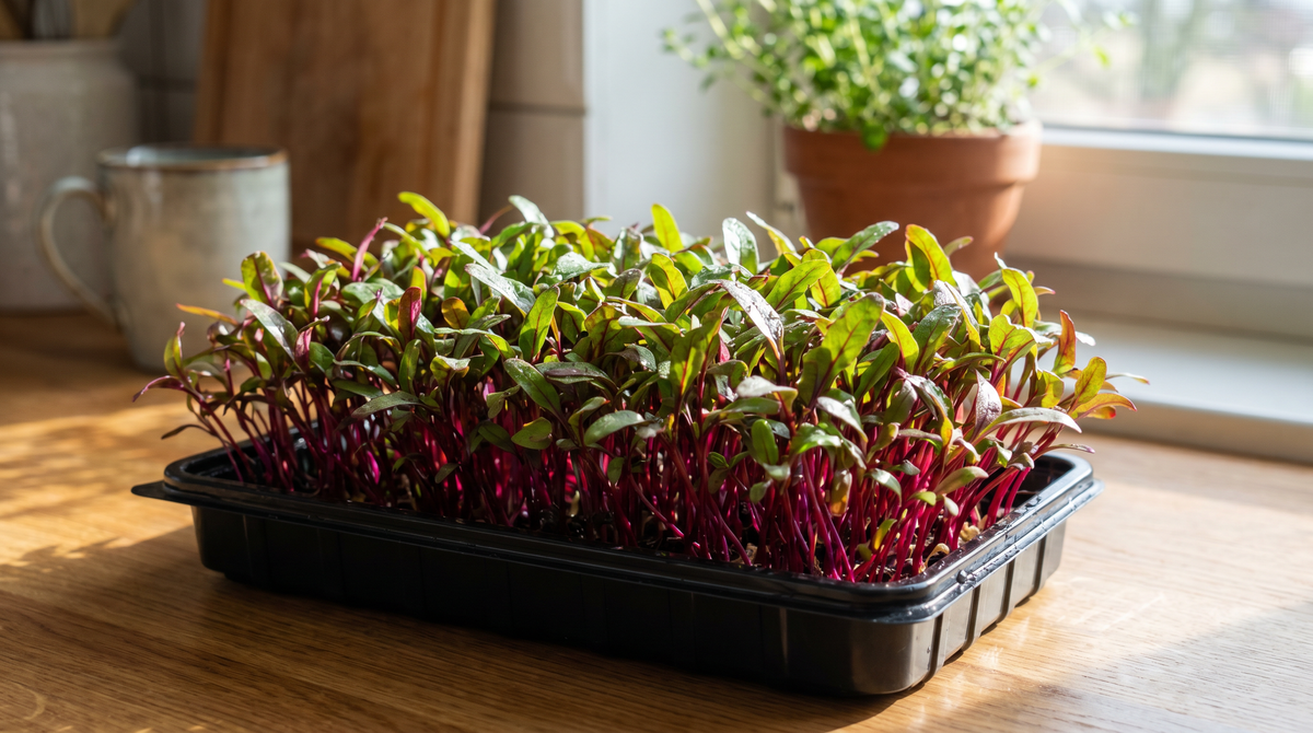 Beet microgreens with deep magenta stems growing densely in a tray