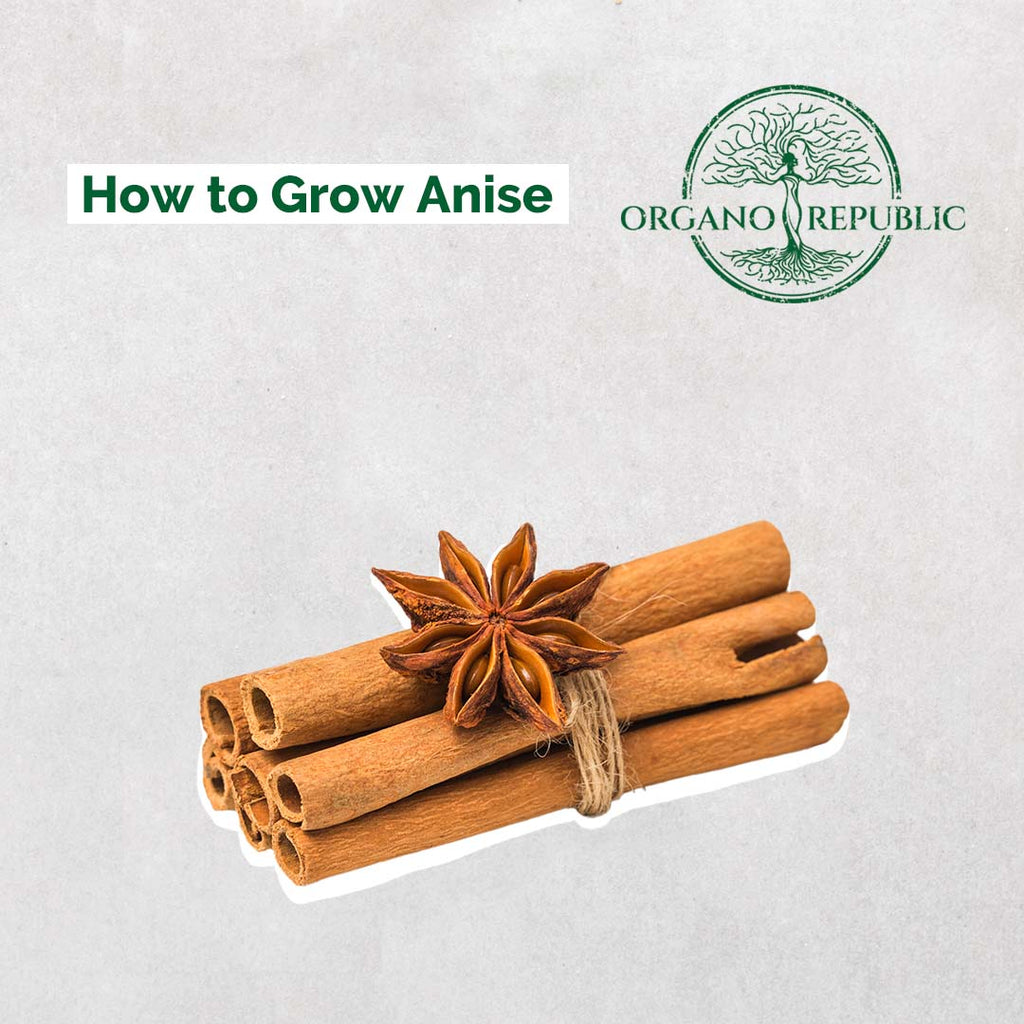 How To Grow Anise