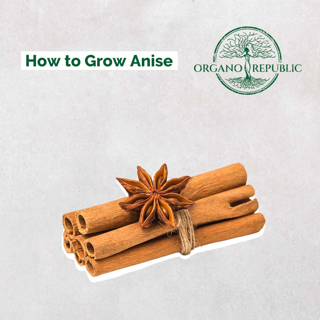 How To Grow Anise - Organo Republic