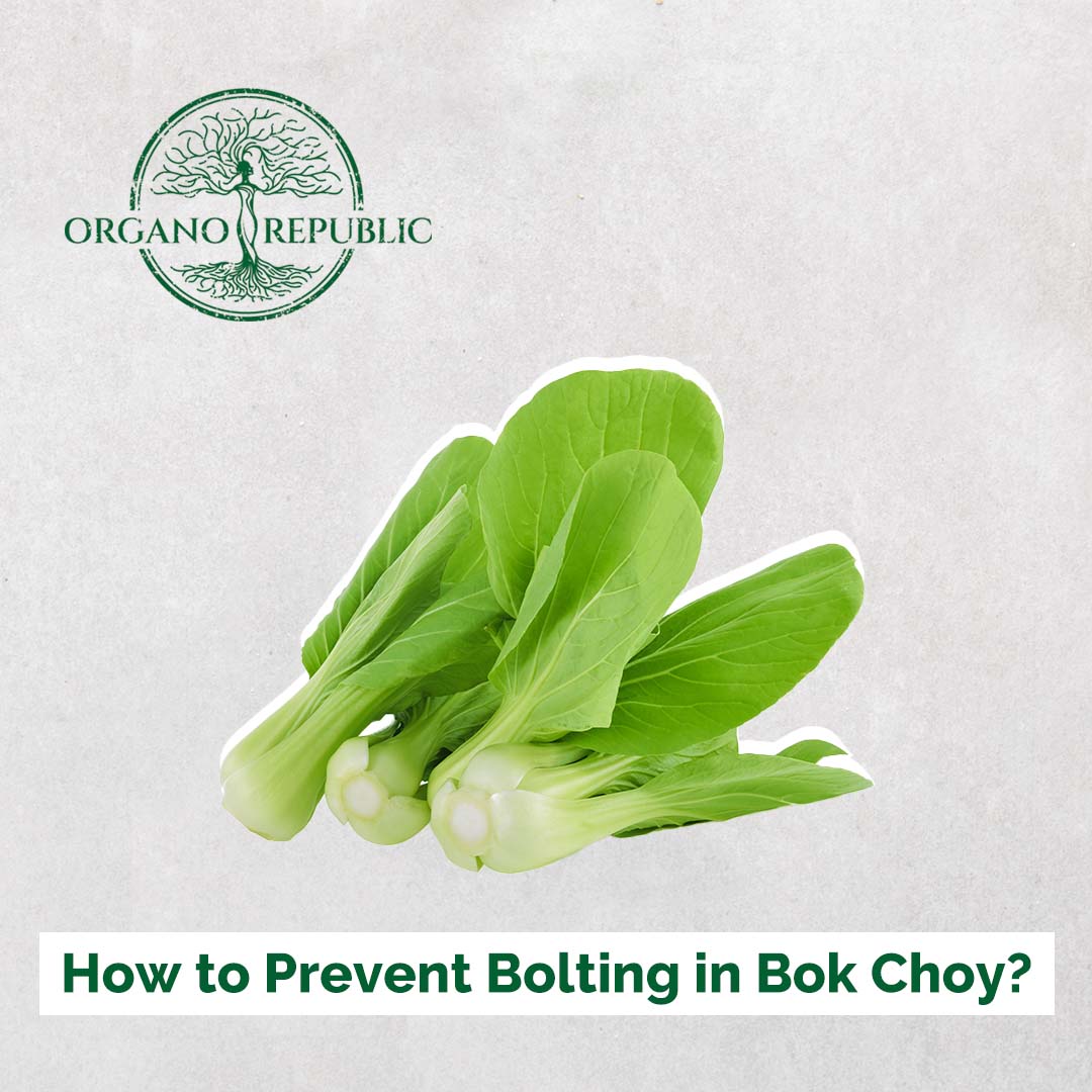 How to Prevent Bolting in Bok Choy? - Organo Republic