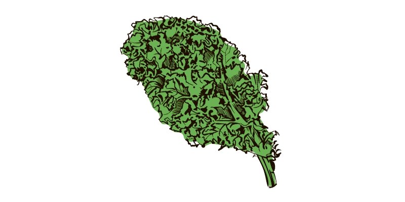 Kale Dwarf Siberian - Organo Republic