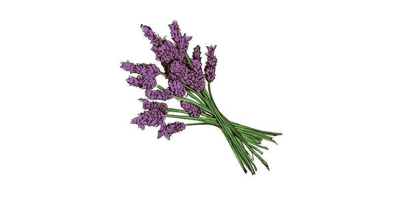 Lavender - Organo Republic