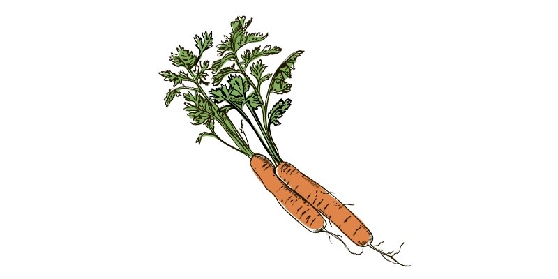 Little Fingers Carrot - Organo Republic