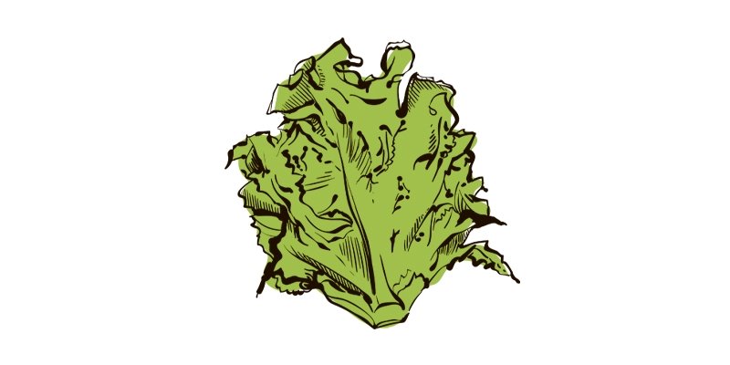 Oakleaf Green Lettuce - Organo Republic