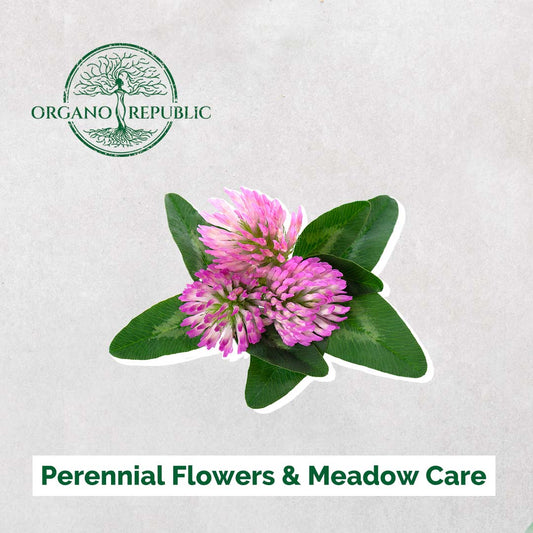 Perennial Wildflowers &amp; Meadow Care - Organo Republic