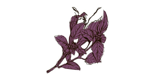 Purple Basil - Organo Republic