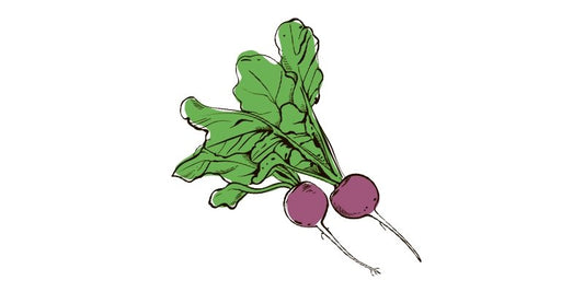 Purple Beauty Radish - Organo Republic