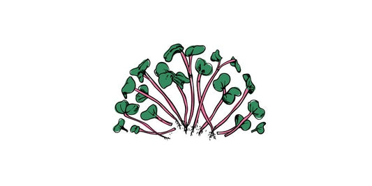 Radish Microgreens - Organo Republic