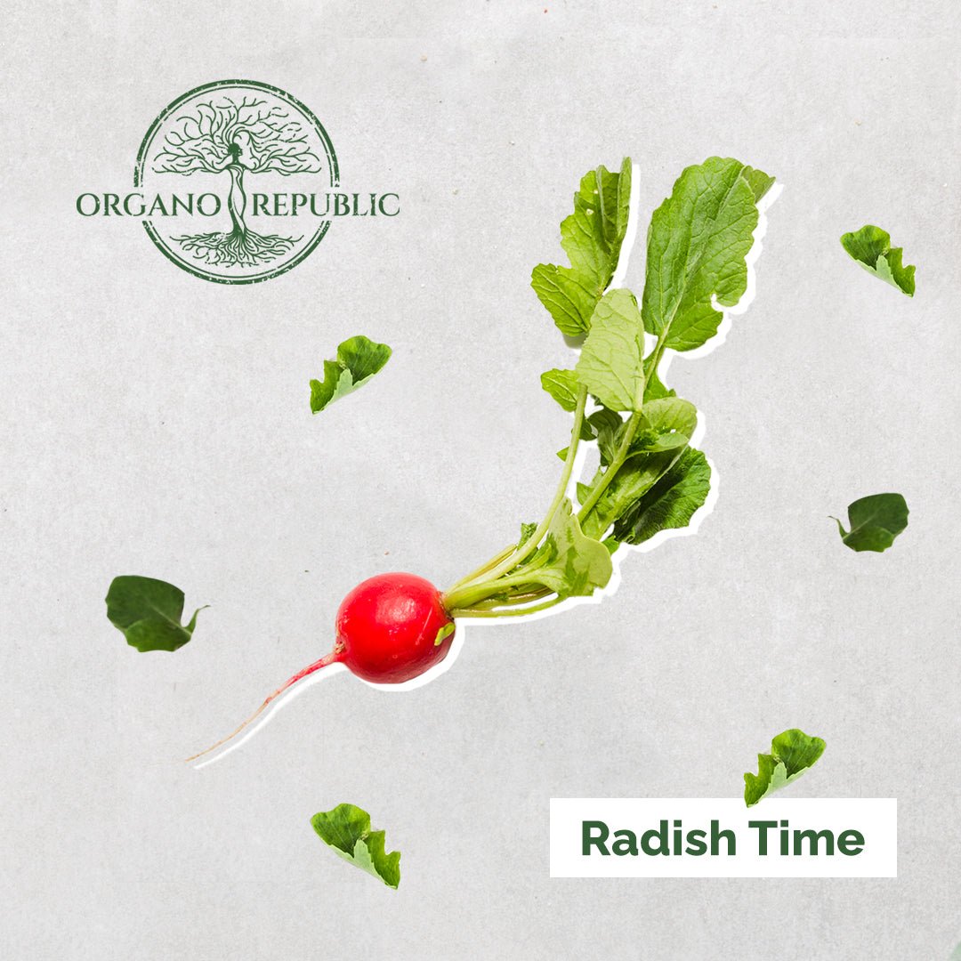 Radish Planting Time - Organo Republic