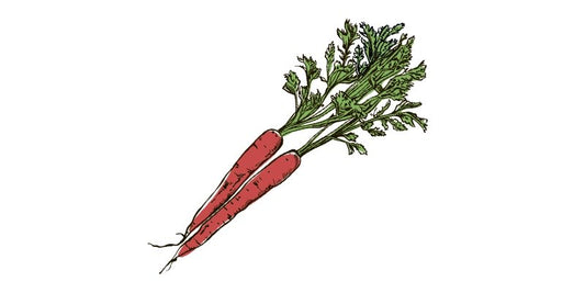 Red Carrot - Organo Republic