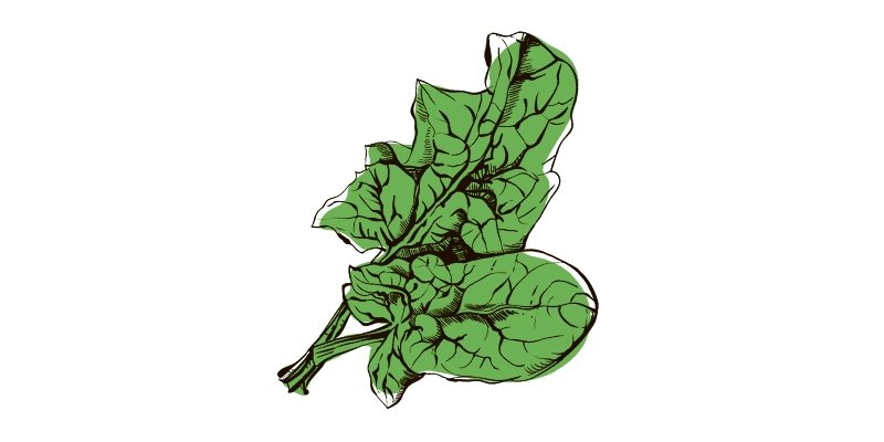 Spinach - Organo Republic