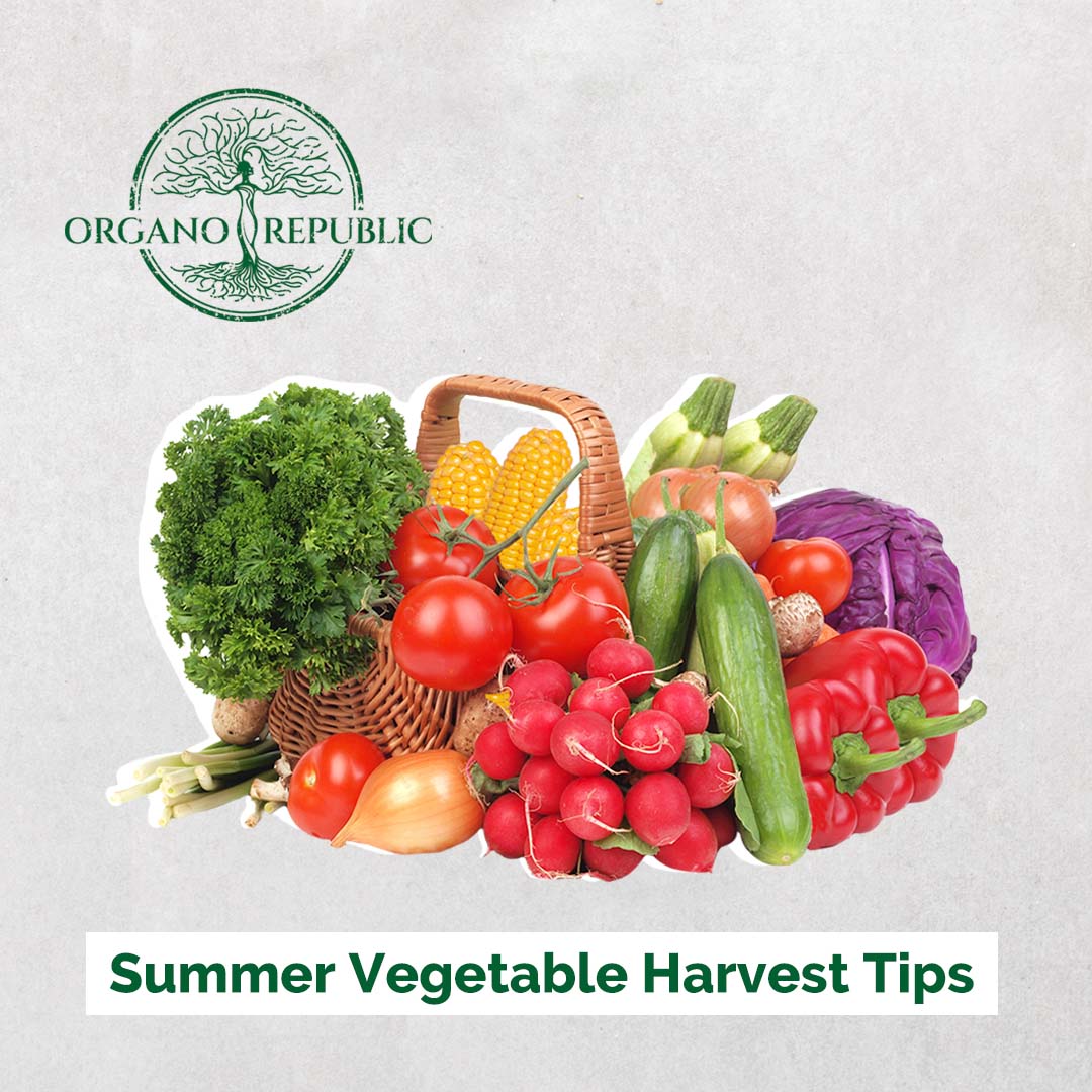 Summer Vegetable Harvest Tips - Organo Republic