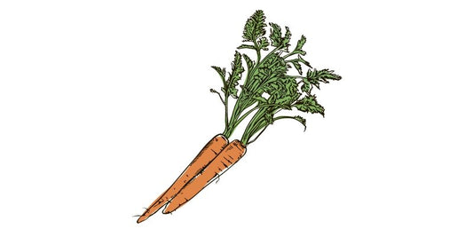 Tendersweet Carrot - Organo Republic