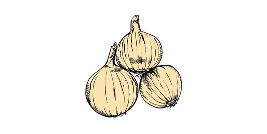 White Grano PRR Onion - Organo Republic