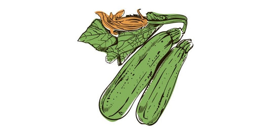 Zucchini - Organo Republic