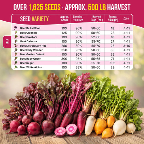 10 Rare Beet Seeds Variety Pack