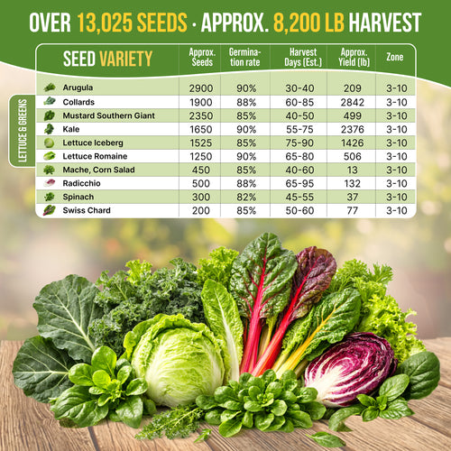 10 Lettuce & Salad Greens Seeds Variety Pack