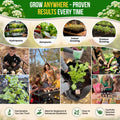 Anise Seeds Pack 5G