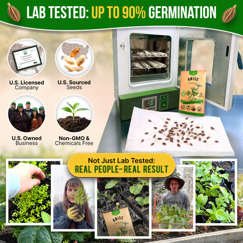 Anise Seeds Pack 5G