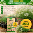 Anise Seeds Pack 5G