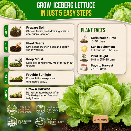Lettuce Iceberg Seeds Pack 3G