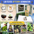 Borage Seeds Pack 1.50G