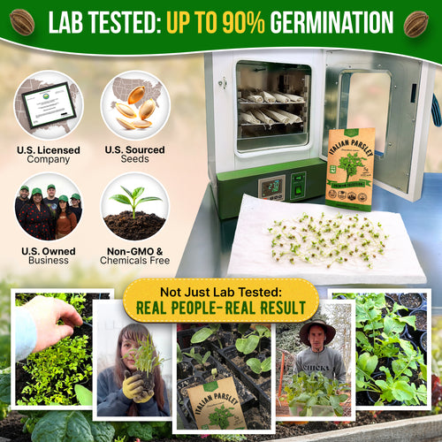 Italian Parsley Seeds Pack 5G