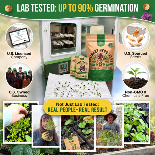 12 Culinary Herbs Seeds Variety Pack