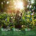 Catnip Seeds Pack 3G
