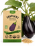 Eggplant Black Beauty Seeds