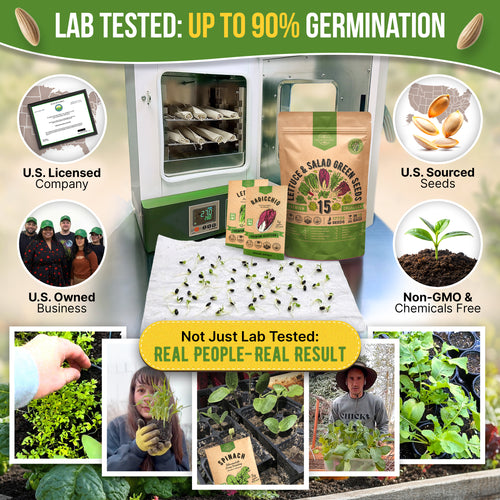 15 Lettuce & Salad Greens Seeds Variety Pack