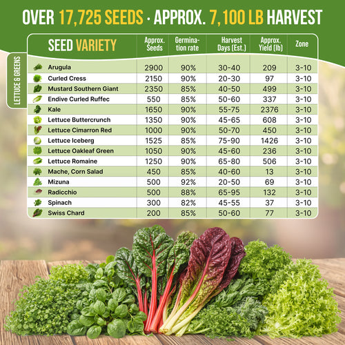 15 Lettuce & Salad Greens Seeds Variety Pack
