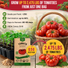 Red Beefsteak Tomato Seeds Pack 0.5G