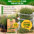 Thyme Seeds Pack 0.5 G