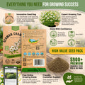 German Chamomile Seeds Pack 0.5G