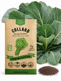 Collard Georgia Southern Seeds