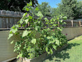 Review image 1