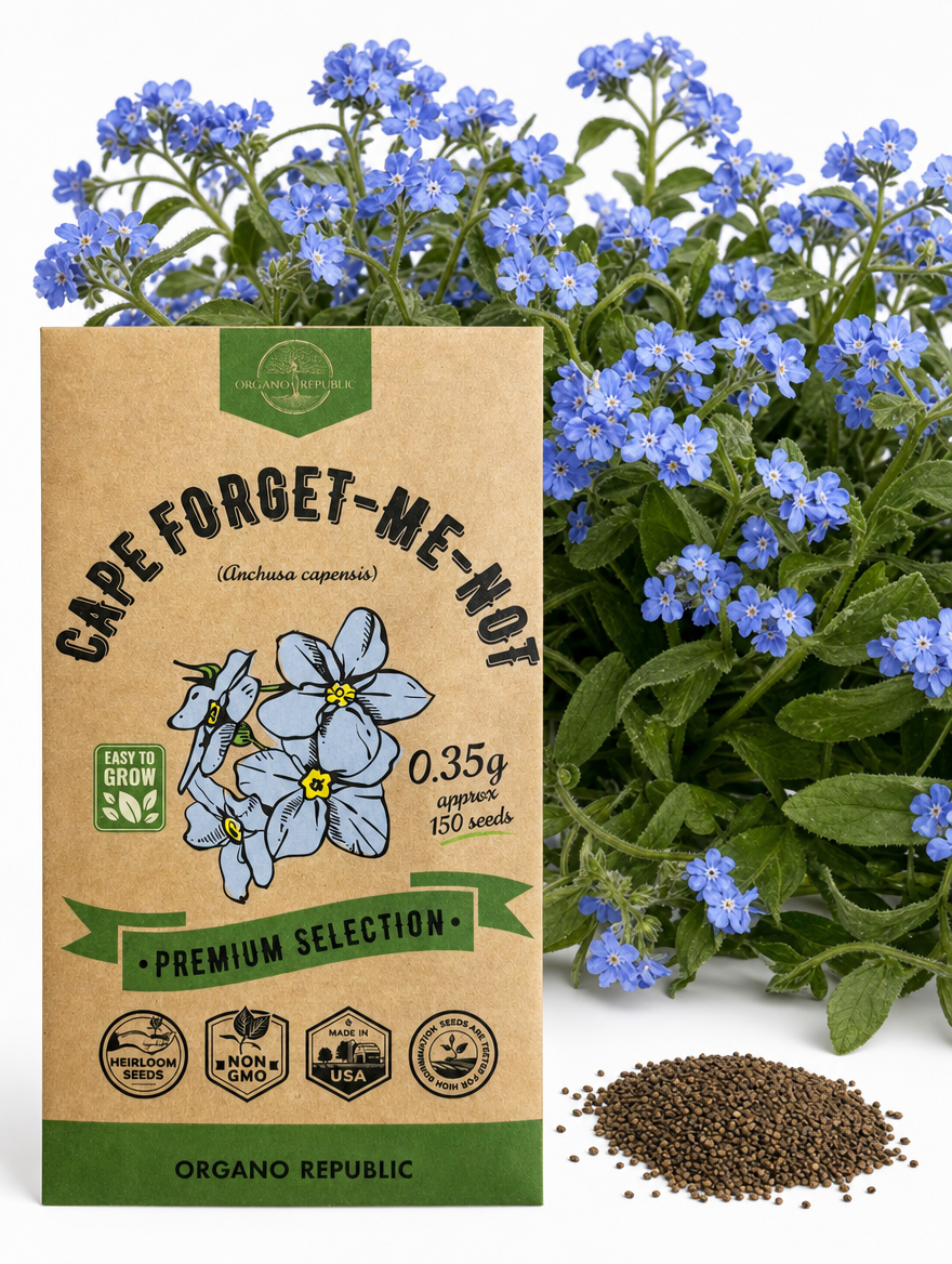 Cape Forget-Me-Not Seeds