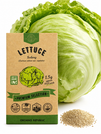 Lettuce Iceberg Seeds