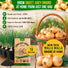Onion Walla Walla Seeds Pack 1G