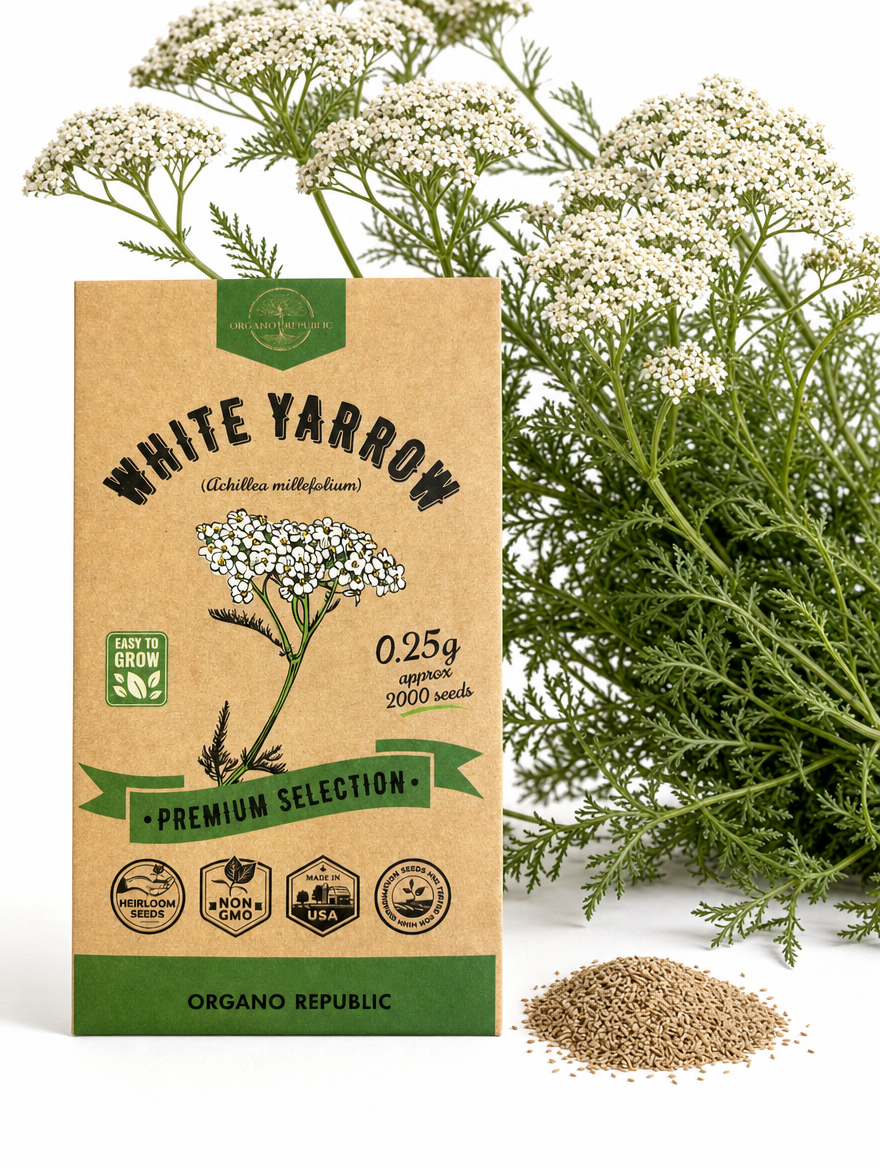 White Yarrow Seeds