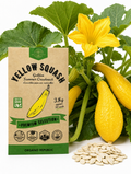 Yellow Squash Golden Summer Crookneck Seeds