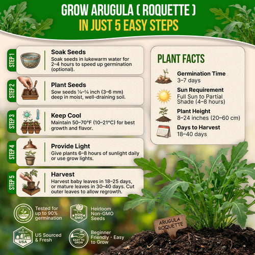 Arugula Roquette Seeds Pack 5G