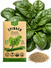 Spinach Bloomsdale Long Standing Seeds